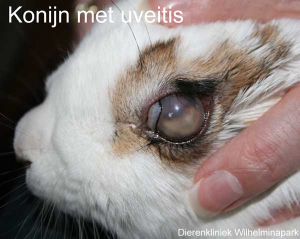 uveitis bij een konijn door E. cuniculi